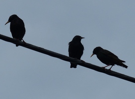 European Starling silhouette